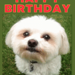 cute dog birthday gif card