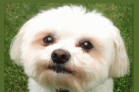 cute dog birthday gif card