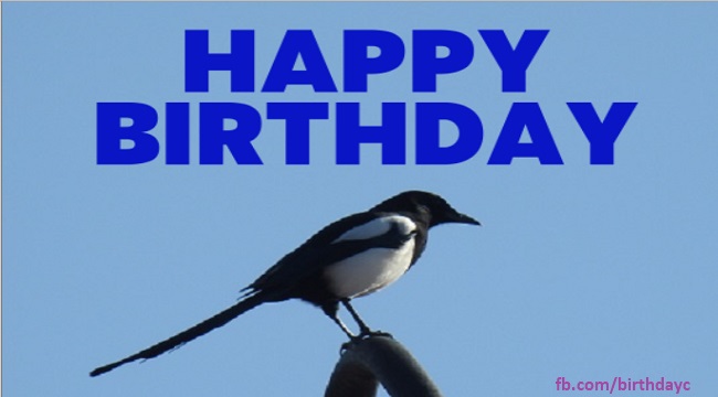 Crow image, birthday greeting gif