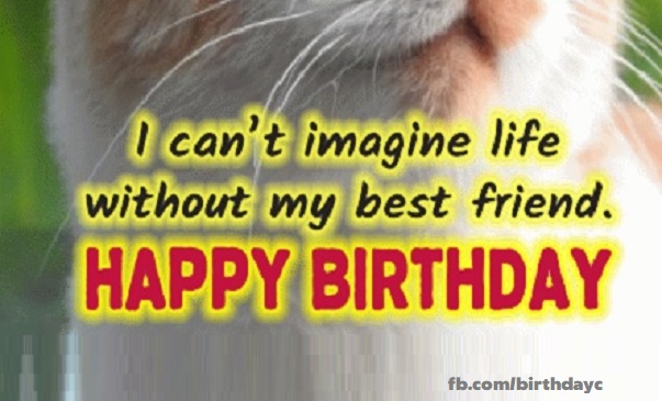 Birthday greeting gif with beautiful cat