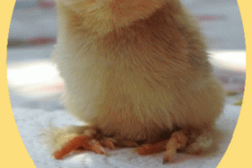 Birthday Chick gif card