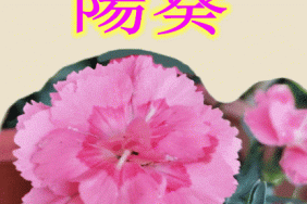 お誕生日おめでとう芽依 陽葵