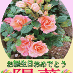 お誕生日おめでとう陽葵