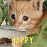 cute cat, birthday card gif